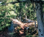 The hiking trail climbs quickly away from the Sea To Sky gondola along Al&#39;s Habrich Ridge