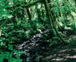 A small creek follows the start of the Four Lakes Trail from Alice Lake