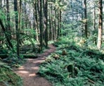 The hiking trail between Fawn Lake and Stump Lake in Alice Lake Provincial Park