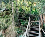 Steep wooden stairs along a section of the Baden Powell Trail near the Seymour River