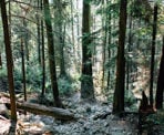 A rocky section of trail along the Baden Powell Trail in North Vancouver, BC