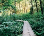 The Baden Powell Trail follows a series of boardwalks near Lynn Creek in North Vancouver