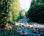 A view looking down Lynn Creek along the Baden Powell Trail in North Vancouver