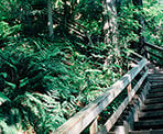Stairs at the start of the Baden Powell Trail leaving the Lynn Canyon area