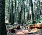 The Baden Powell Trail above the Braemar Dempsey neighbourhood in North Vancouver