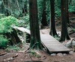 Boardwalks along Baden Powell Trail above the Braemar Dempsey neighbourhood in North Vancouver