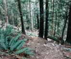 The steep Baden Powell Trail above Skyline Road in North Vancouver, BC