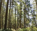 The forested trail to Beaumont Marine Park on Pender Island