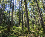 The forest on the way up the hill towards Belcarra Bluffs