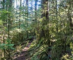 The trail passes through a lush forest on the way to Belcarra Bluffs