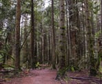 The gradual uphill trail section in Bert Flinn Park in Port Moody