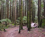 A small wooden bridge in the forest of Bert Flinn Park in Port Moody