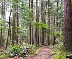 The trail passes through a beautiful forest in Bert Flinn Park in Port Moody