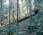 The trail to the Big Cedar and Kennedy Falls is fairly rugged, with several fallen trees to climb over