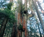 Located on the east slope of Mount Fromme, the Big Cedar Tree is enormous