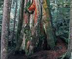 The base of the Big Cedar Tree shows the size of an old-growth tree in North Vancouver
