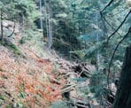 The rugged trail to Kennedy Falls has many old wooden ties that were used in logging operations
