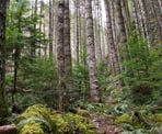 The forested trail on the way to Upper Bosumarne Falls