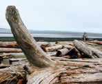 Logs along Boundary Beach that have washed ashore