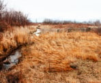 Boundary Bay is a great place for a walk and to enjoy bird watching year-round