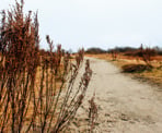 The Raptor Trail at Boundary Bay Regional Park south of Vancouver