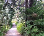 The Yew Lake Trail near Cypress