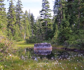 A large rocks sits in the marsh in the area new Yew Lake at Cypress