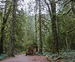 The forested walk to Bridal Veil Falls east of Chilliwack, BC