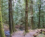The trail to Bridal Veil Falls near Chilliwack, BC