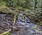 The creek alongside the trail to Bridal Veil Falls near Chilliwack, BC