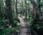 The lush forest trail around Brohm Lake north of Squamish, BC