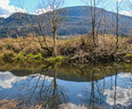 Browne Creek Wetlands in Chilliwack, BC