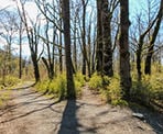 Trails in Browne Creek Wetlands
