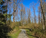 Part of the loop trail in Browne Creek Wetlands