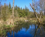 The waterway in Browne Creek Wetlands