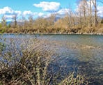 The Vedder River near Browne Creek Wetlands in Chilliwack