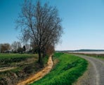 Farmlands border the dike along Brunswick Point in Delta, BC