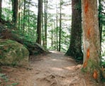 The dirt hiking trail that surrounds Buntzen Lake near Port Moody, BC