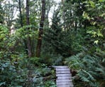 A wooden ramp on the Dead Moped Trail on Burnaby Mountain