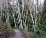 The beginning of the trail to Burnett Falls