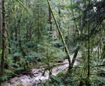 A view of the creek on the way to Burnett Falls