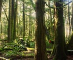 Trees in Burns Bog at the Delta Nature Reserve