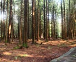 Trees in the surrounding forest at Burns Bog at the Delta Nature Reserve