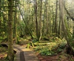 The wooden boardwalks wave through the trees at the Delta Nature Reserve