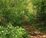 A forested trail in Campbell Valley Regional Park in Langley, BC