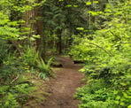 The forest along the Little River Loop Trail in the Campbell Valley Park