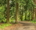 Along the Shaggy Mane Trail near the North Entrance to Campbell Valley Park in Langley