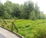 A bridge over Little Campbell River on the south end of the Shaggy Mane Trail