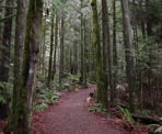 The short hiking trail to the suspension bridge at Cascade Falls