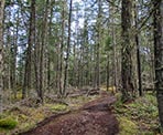 The forested trail along the South Channel Ridge trail on Salt Spring Island